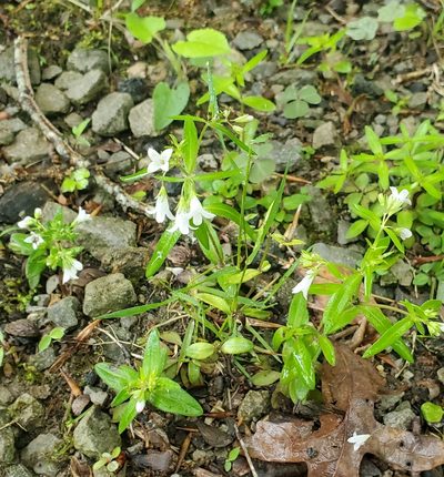 Houstonia canadensis, photographed by Terri Koontz
