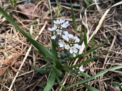 Noccaea fendleri, photographed by Shalana Gray