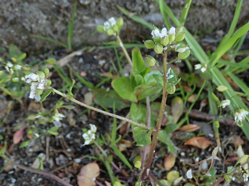 Cochlearia danica, photographed by Daniel Cahen