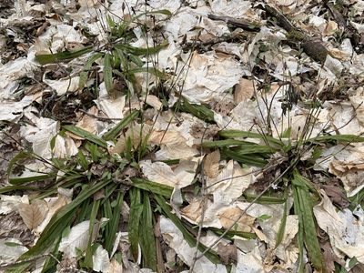 Carex plantaginea, photographed by naturalist charlie