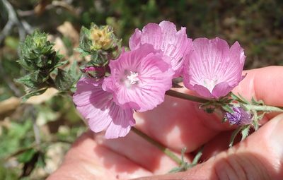Sidalcea malviflora, photographed by Henrik Kibak