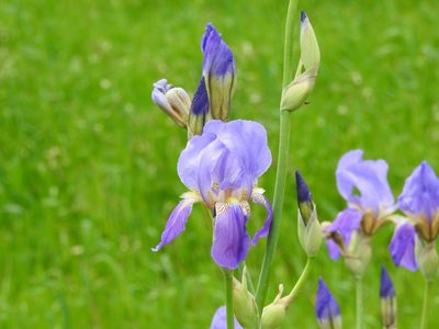 Iris × germanica, photographed by Duarte Frade