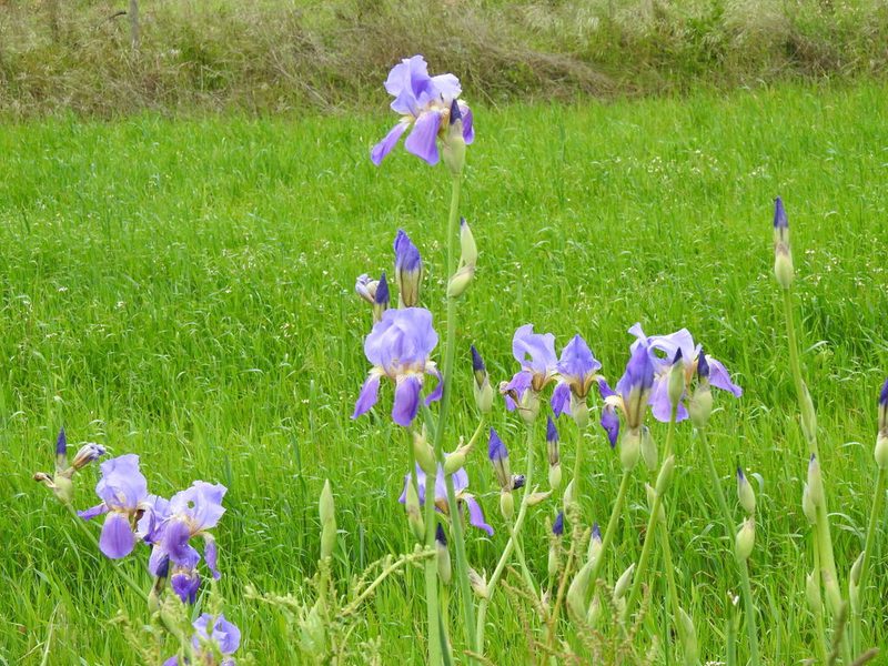 Iris × germanica, photographed by Duarte Frade