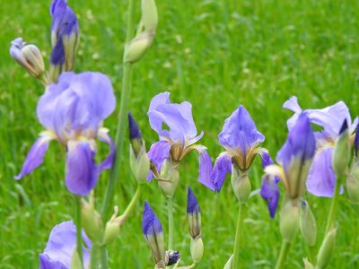 Iris × germanica, photographed by Duarte Frade