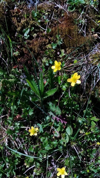 Ranunculus taisanensis, photographed by Lin Scott