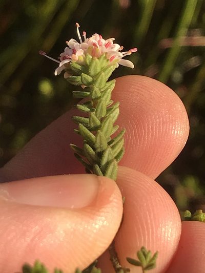 Agathosma elegans, photographed by Ren Hoekstra