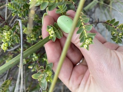 Euphorbia mesembryanthemifolia, photographed by sarah caitlin williams