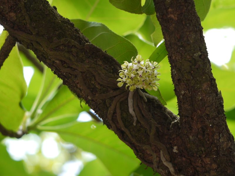 Smithsonia viridiflora, photographed by Dinesh Valke
