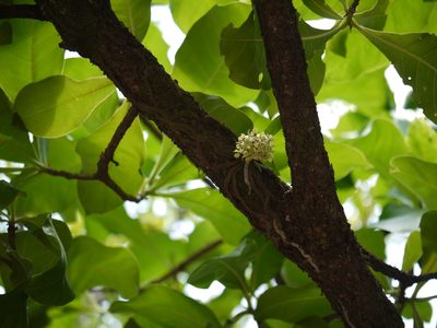 Smithsonia viridiflora, photographed by Dinesh Valke