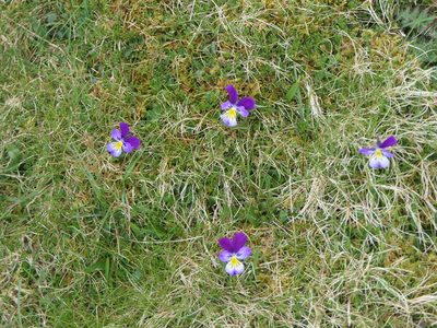 Viola lutea, photographed by Pete Bradshaw