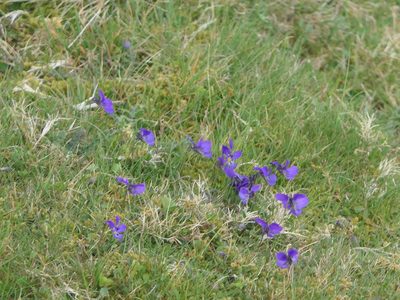 Viola lutea, photographed by Pete Bradshaw
