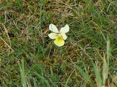 Viola lutea, photographed by Pete Bradshaw