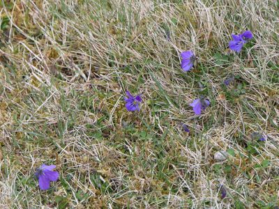 Viola lutea, photographed by Pete Bradshaw