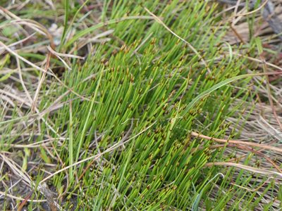 Trichophorum cespitosum, photographed by Pete Bradshaw