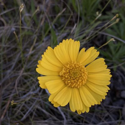 Tetraneuris herbacea, photographed by Christopher Zacharias