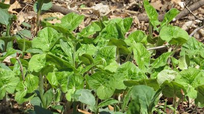 Asarum canadense, photographed by Marilynn Miller