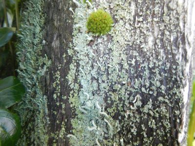 Dicranoweisia cirrata, photographed by humon