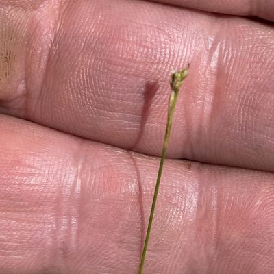 Carex eburnea, photographed by Christopher Zacharias