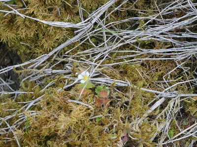 Potentilla sterilis, photographed by Pete Bradshaw