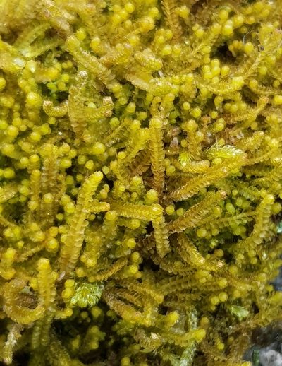 Trilophozia quinquedentata, photographed by Helen Waterman