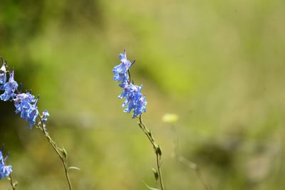 Delphinium carolinianum, photographed by Cody Stricker