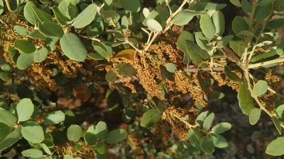 Quercus rotundifolia, photographed by Mário Barreira