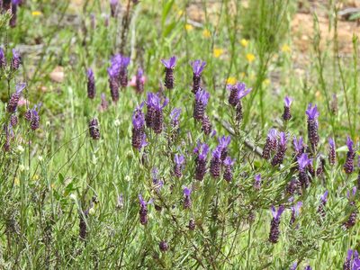 Lavandula stoechas, photographed by Duarte Frade