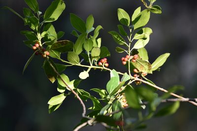 Rhamnus alaternus, photographed by Jacqueline Jeanne