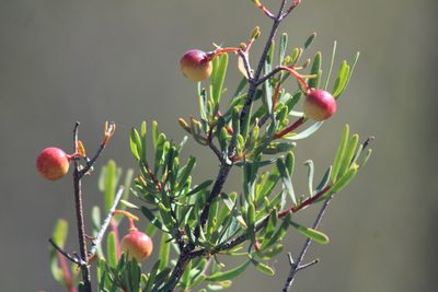 Cneoridium dumosum, photographed by Marc Whitaker