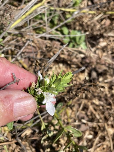 Teucrium townsendii, photographed by Jim Riley