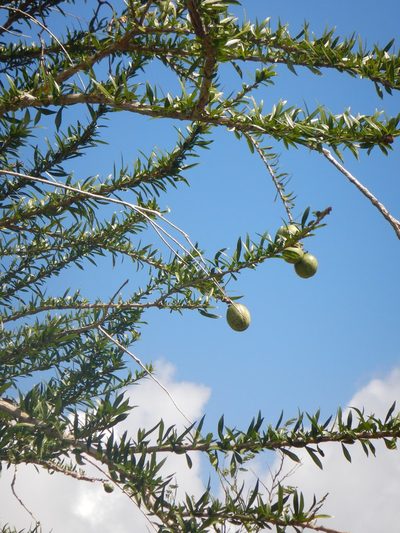 Crescentia linearifolia, photographed by stinger