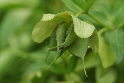 Helleborus viridis, photographed by Björn Sothmann