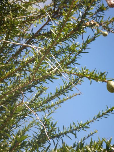Crescentia linearifolia, photographed by stinger