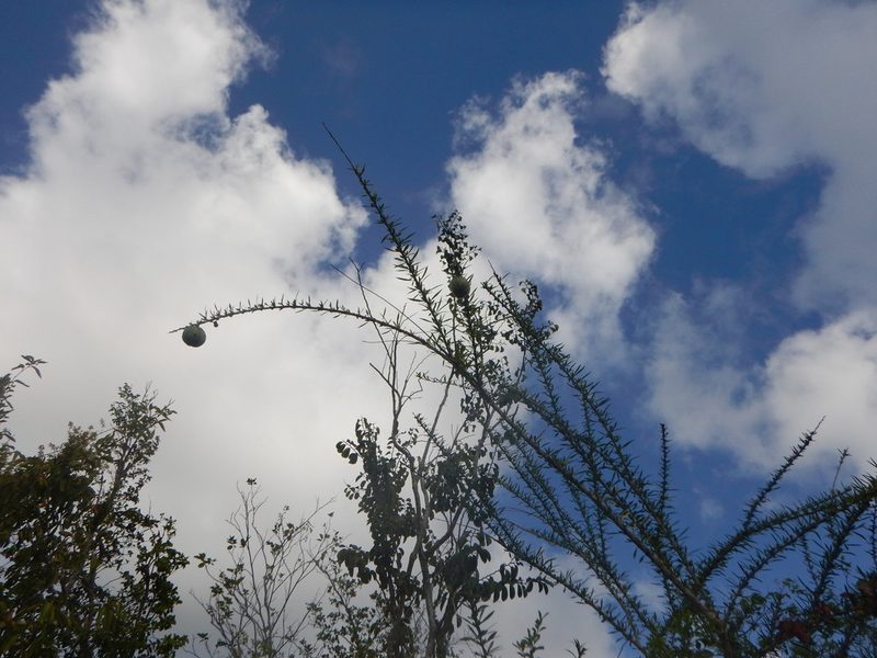 Crescentia linearifolia, photographed by stinger