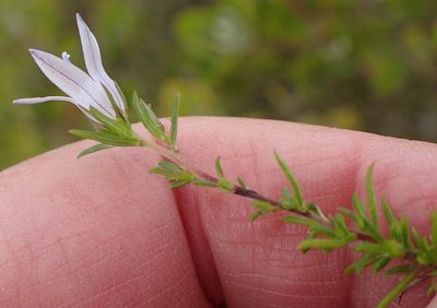 Wahlenbergia stellarioides, photographed by Nicola van Berkel