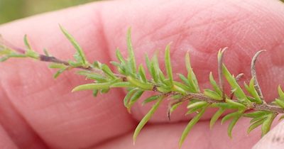 Wahlenbergia stellarioides, photographed by Nicola van Berkel