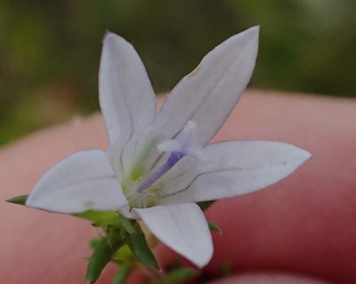 Wahlenbergia stellarioides, photographed by Nicola van Berkel