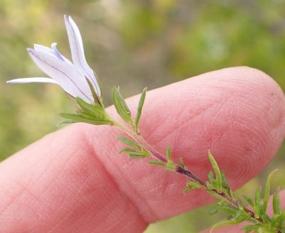 Wahlenbergia stellarioides, photographed by Nicola van Berkel