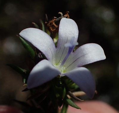 Wahlenbergia thunbergii, photographed by Nicola van Berkel