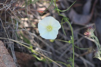 Calystegia macrostegia, photographed by Marc Whitaker