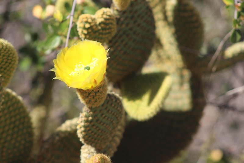 Opuntia microdasys, photographed by Marc Whitaker
