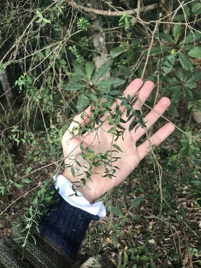 Gnidia virescens, photographed by Ren Hoekstra