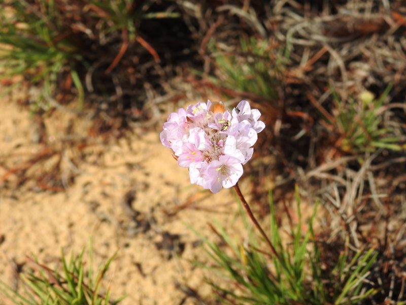 Armeria pungens, photographed by Duarte Frade