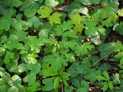 Corydalis cava, photographed by carnifex