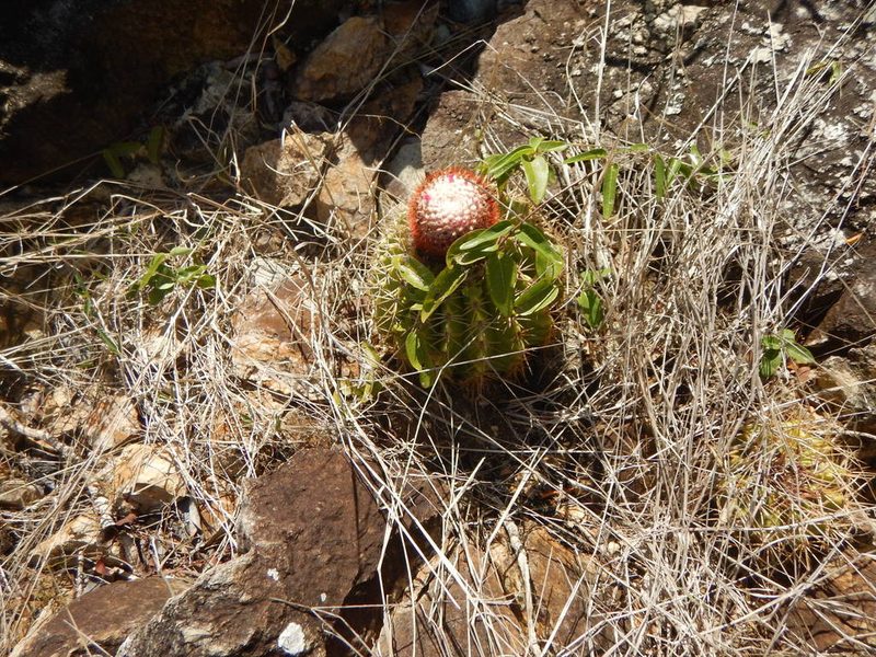 Melocactus intortus, photographed by stinger
