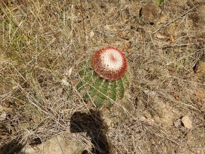 Melocactus intortus, photographed by stinger