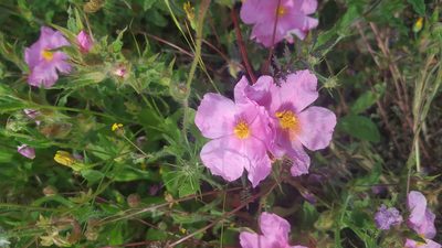 Cistus crispus, photographed by Mário Barreira