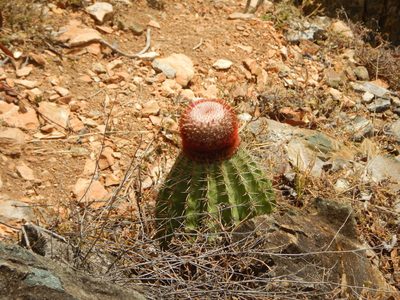 Melocactus intortus, photographed by stinger