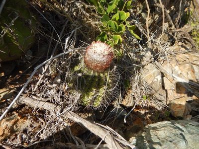 Melocactus intortus, photographed by stinger