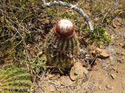 Melocactus intortus, photographed by stinger